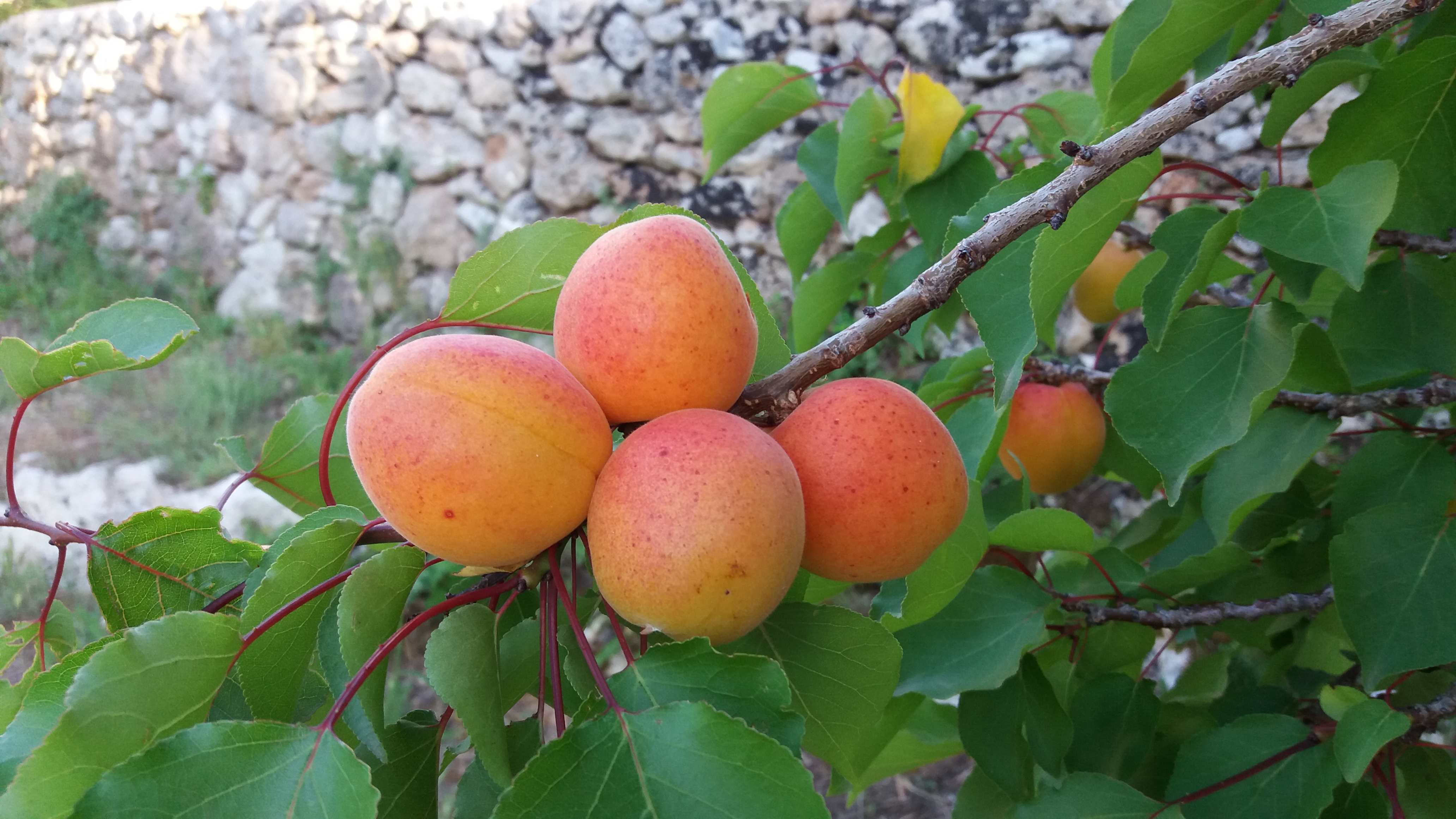 BioMasseria Santa Lucia produzione di albicocche